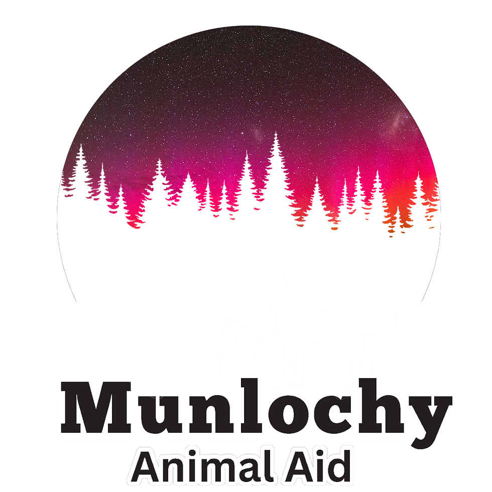 Thumbnail: Munlochy Black Northern Lights Cotton T-Shirt