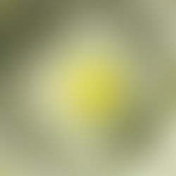 Everwide Newsletter No.229