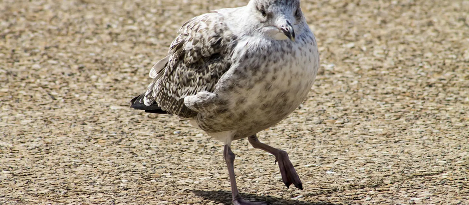 Too Hot to Stay: Young Seagulls Forced From Nests During Hartlepool Heatwave...