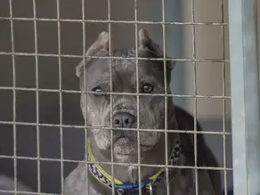 A Surge in Dog Seizures by Cleveland Police: Are Breed Bans Effective or Just Misguided?