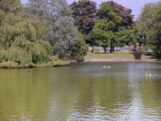 Council Blames Hot Weather for deaths of Fish at Rossmere Park