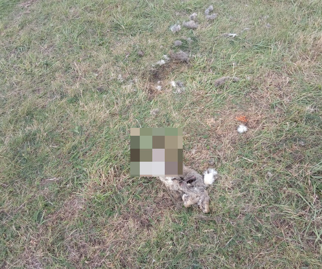 There was enough evidence for our reporter to see that none of the rabbits killed on the Industrial Estate were down to Natural Causes