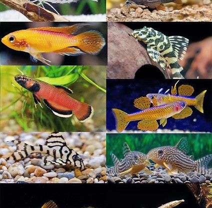 Shop Bild zierfischnachzuchten_edited.jpg