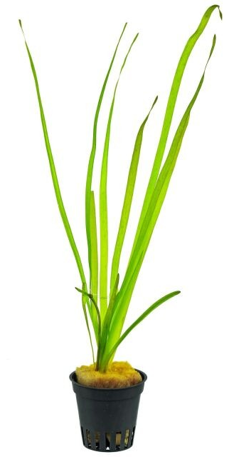 Vallisneria spiralis
