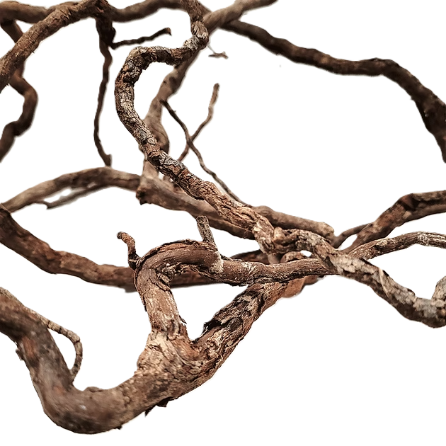 Miniaturbild: Elder Root
