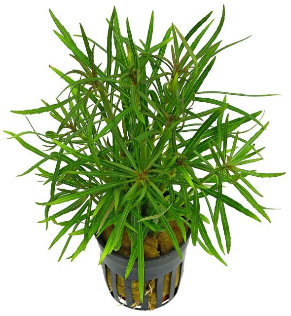 Pogostemon stellatus