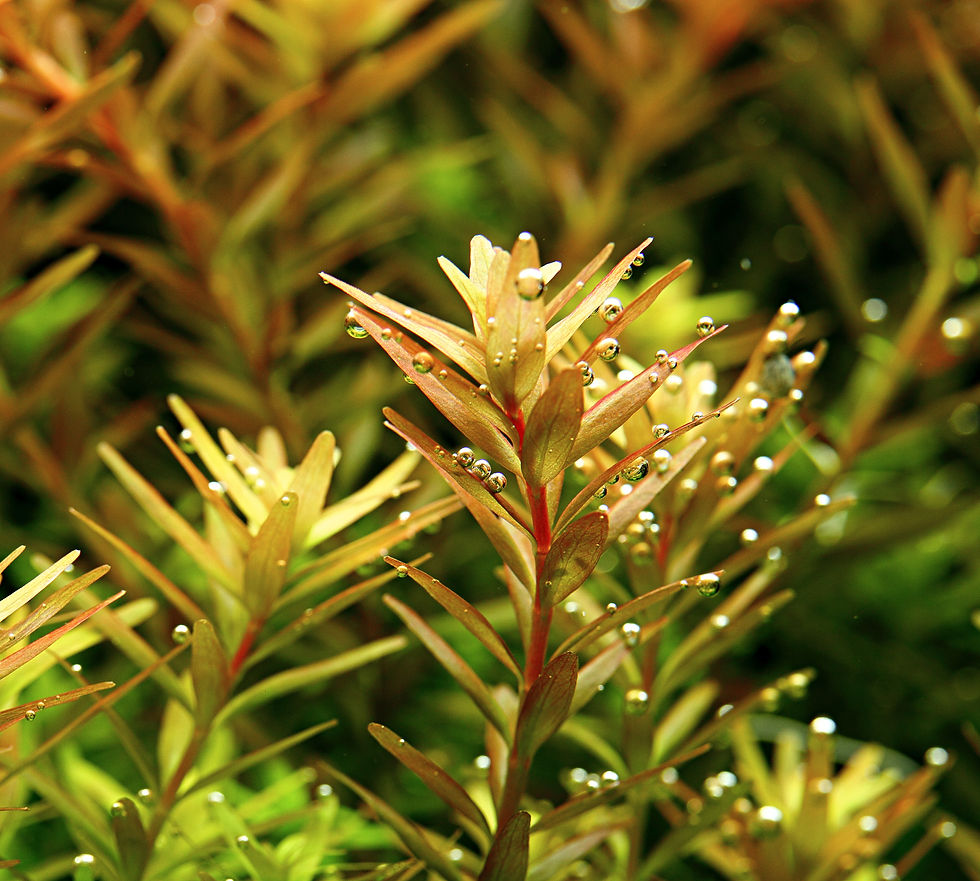 Miniaturbild: Rotala rotundifolia
