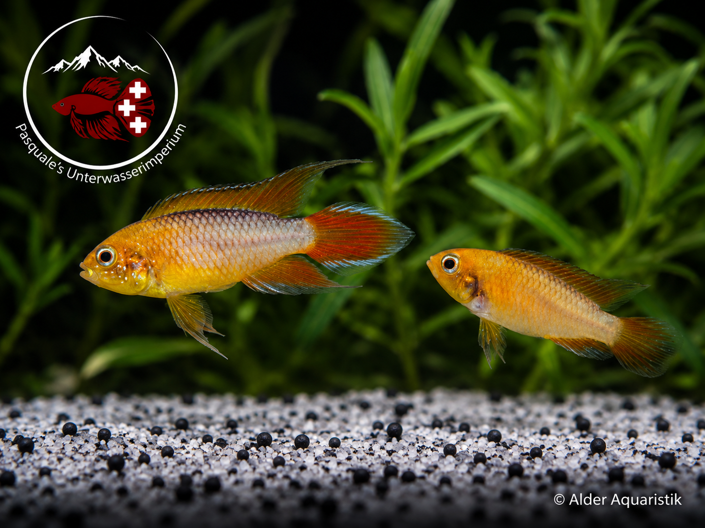 Apistogramma agassizii "fire red"