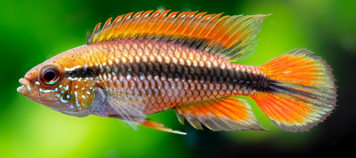 Apistogramma agassizii "doppel rot"