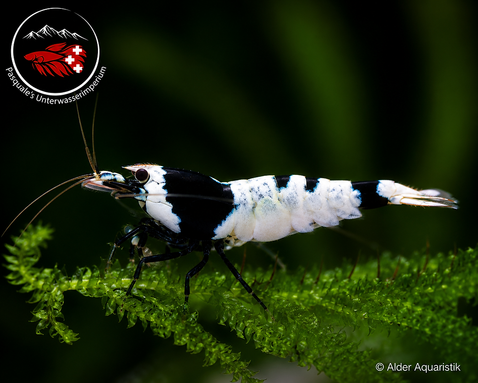 Miniaturbild: Caridina Zuchtform