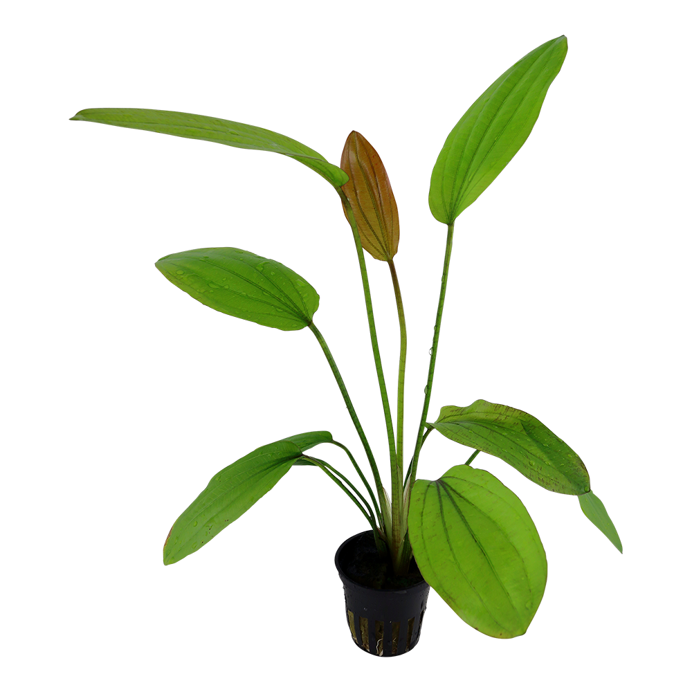 Echinodorus 'Rosé'