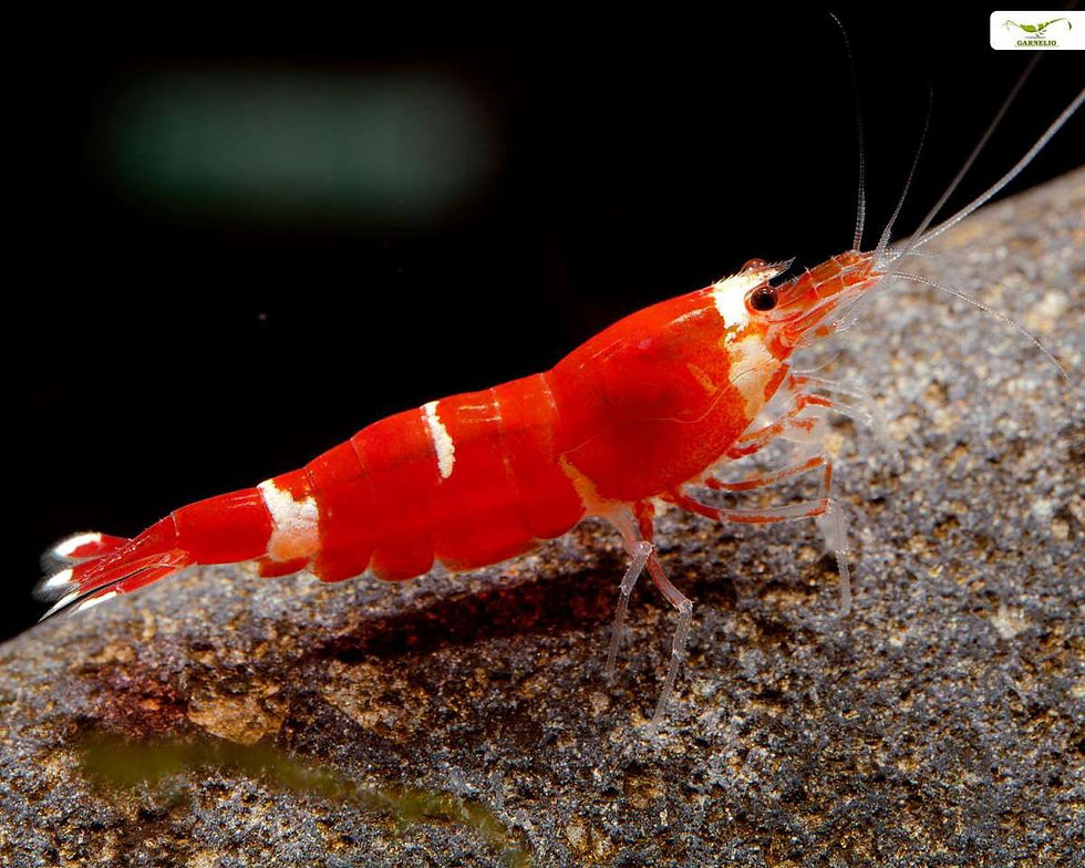 Miniaturbild: Caridina Zuchtform