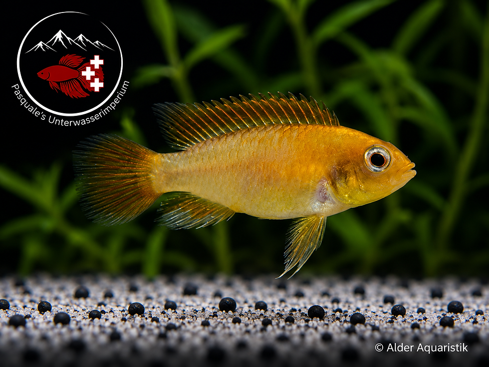 Miniaturbild: Apistogramma agassizii "fire red"