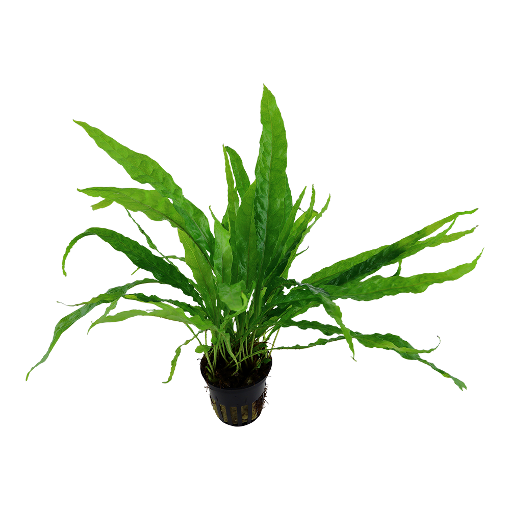 Microsorum pteropus