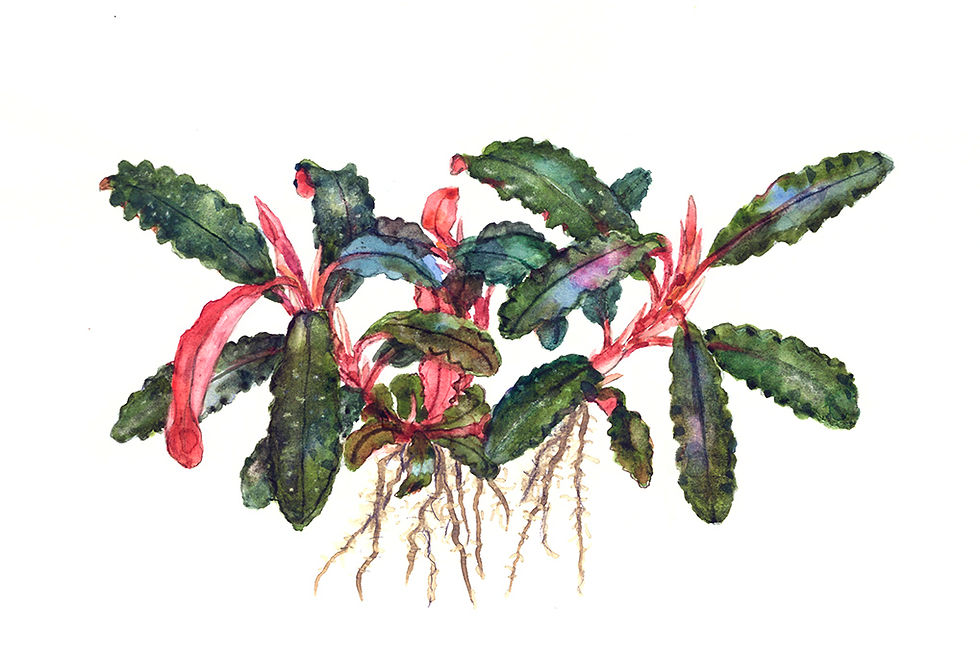 Miniaturbild: Bucephalandra 'Kedagang'