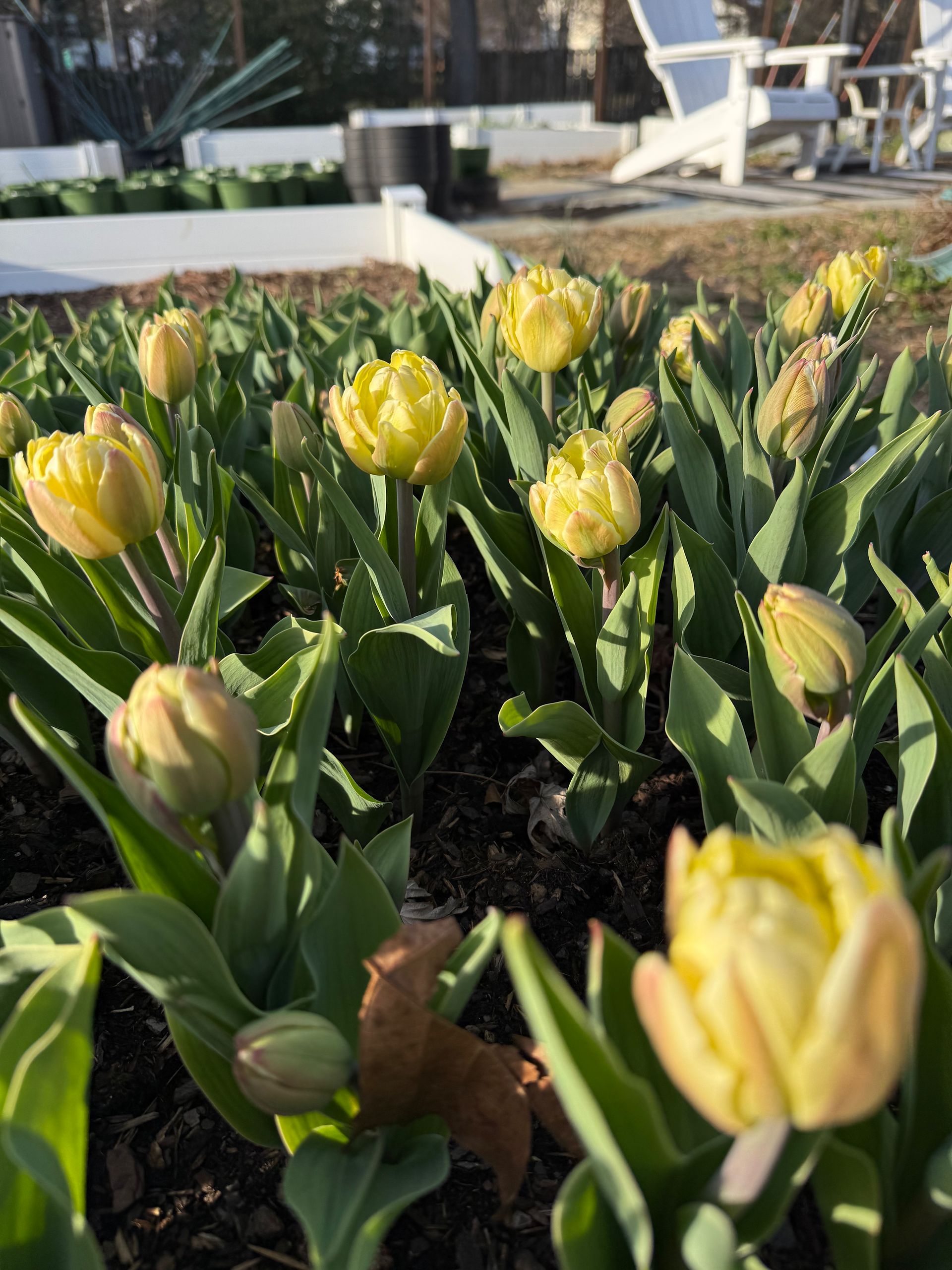 Tulips