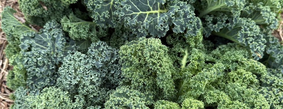 Overwintered Kale