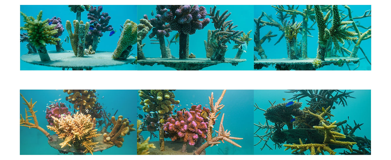 Counting Coral Deck (2).jpg