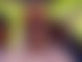 Diaspora Groups Intensify Campaign for Tinubu’s 2027 Re-election