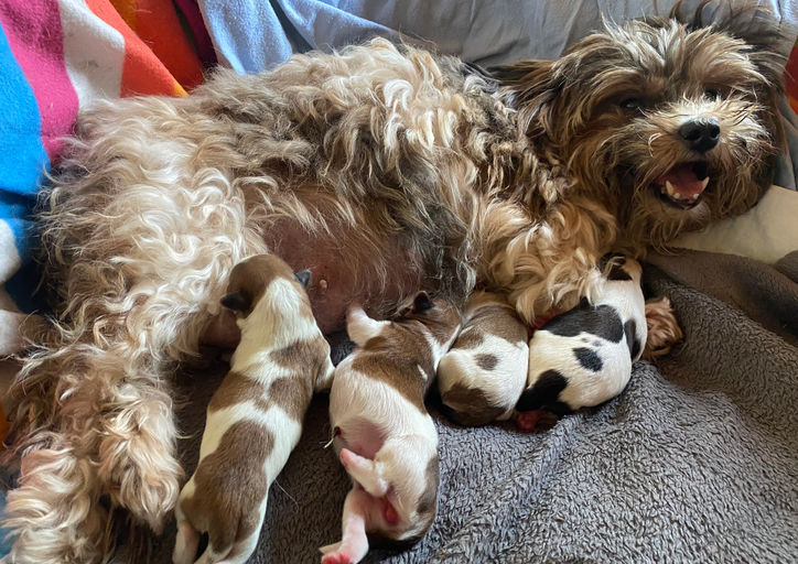 HUNDEHEBAMME nimmt Termine an! Frühzeitig Erstgespräch buchen! GEBURTSHILFE für Hundezüchter im Eifelkreis Bitburg-Prüm und Luxemburg. Infos auf unserer Website unter https://www.flashmoepp.de/hundezucht