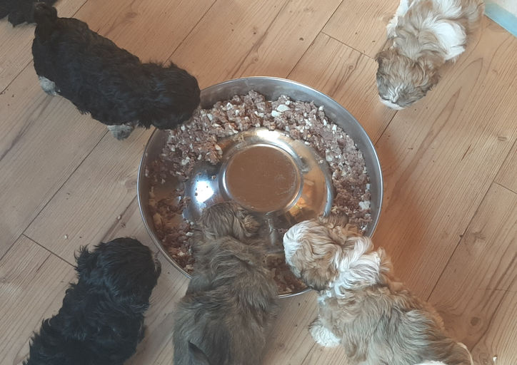 Ernährungsberatung Hundewelpen/Wurfbetreuung/Züchterbetreuung/Urlaubsbetreuung von Hundezuchten bei Züchtern vor Ort/Hundehebamme macht Hausbesuche! Mehr Infos unter +49(0)6524 933 355 oder +49(0)152 531 409 66.