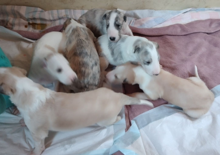 Hundehebamme erfahren mit Windhunden. Ich komme zu Ihnen nach Hause und begleite Sie von der Wurfplanung an! Deckhilfe für Hunde/Unterstützung bei Deckproblemen in der Hundezucht. Info bei Nadja Pergher, D-54673 Bauler/RLP.