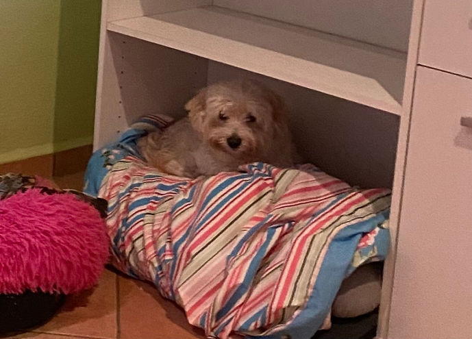 Hier ist Hund und Mensch willkommen! HUNDECENTER FLASHMÖPP. Artgerechte, liebevolle Hundebetreuung mit 10.000 qm Freilauffläche in der schönen Eifel! Bitte frühzeitige Kontaktaufname. www.hundecenter-flashmoepp.de