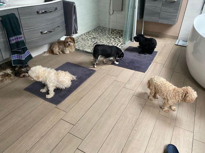 Wir betreuen seperat die kleinen Hunde. Hundepension für kleine Hunde..., Hundehotel..., Hundeferien für kleine Hunde mit hauseigenem Hundefriseur! Hundebetreuung buchen bei Flashmöpp in der Umgebung Bitburg/Prüm/Trier und Luxemburg.