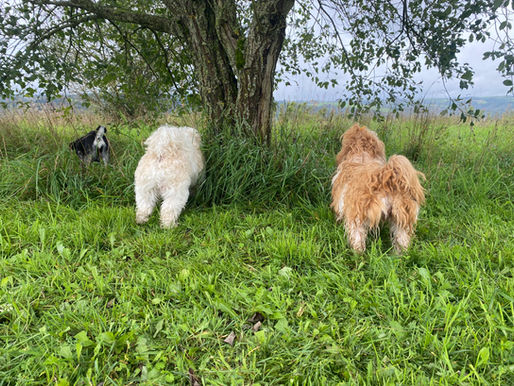 Hundecenter mit 10.000 qm Freilauffläche, hundgerechte, liebevolle Hundebetreuung im schönen Eifelland. Wir kümmern uns um ihren Hund mit bestem Gewissen! Anrufen: +49 6524 933355, +49 1525 3140966