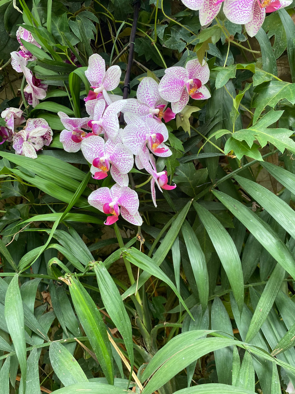 Inside the tropical greenhouse.