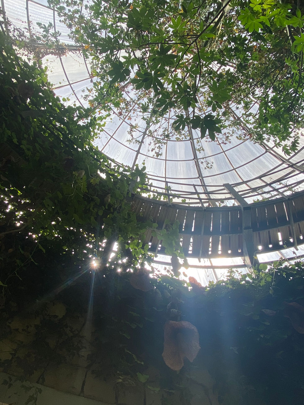Inside the tropical greenhouse.