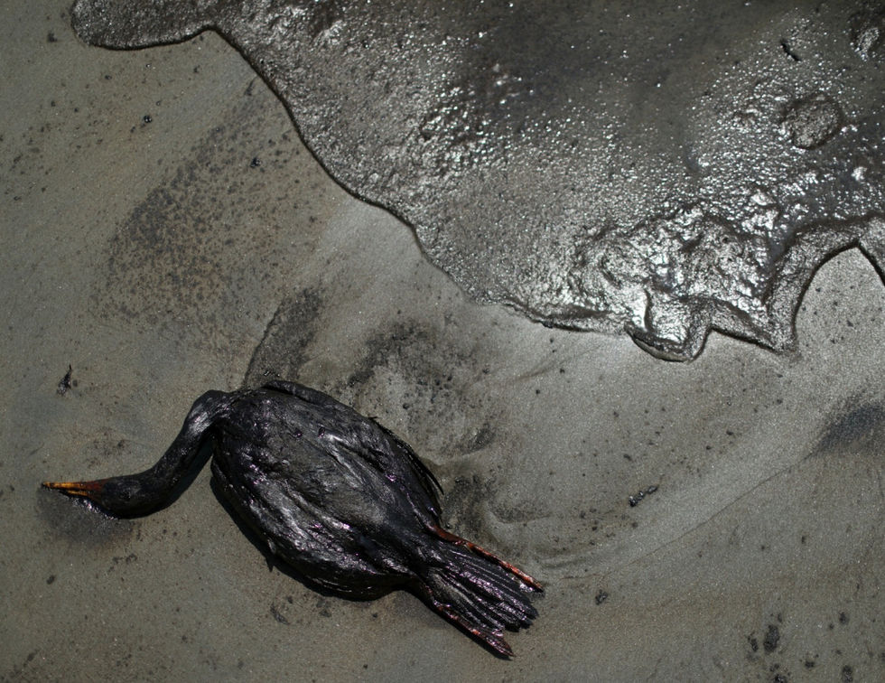 Dead Birds