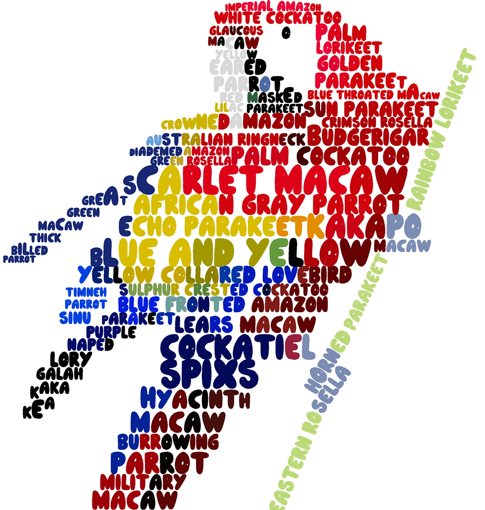 Thumbnail: Scarlet Macaw Word Cloud Women's Scoop Neck Tshirt