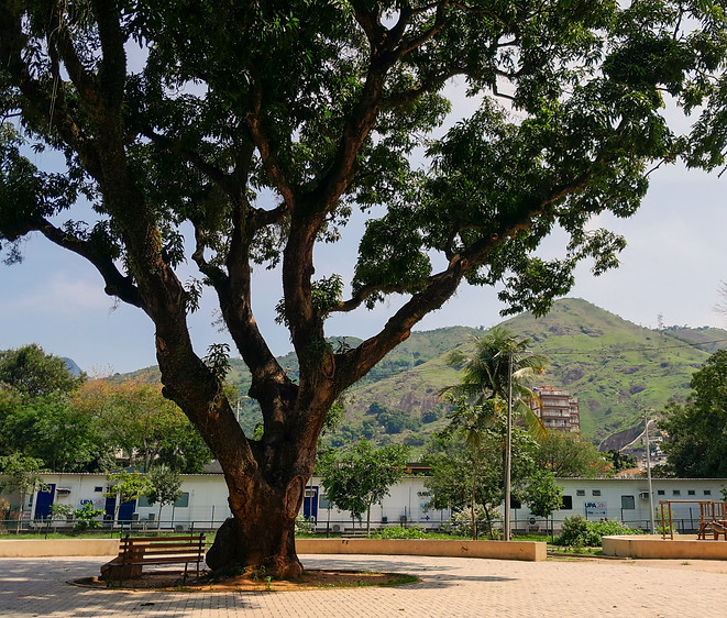Uma grande árvore no espaço do parque. Ao lado, um banco na sombra. Atrás, a UPA do Engenho de Dentro.