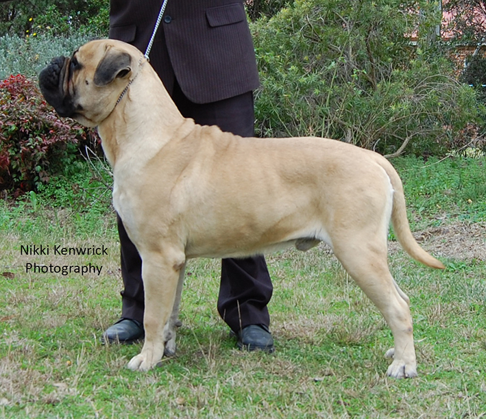 Aust Ch Opalguard Robbie