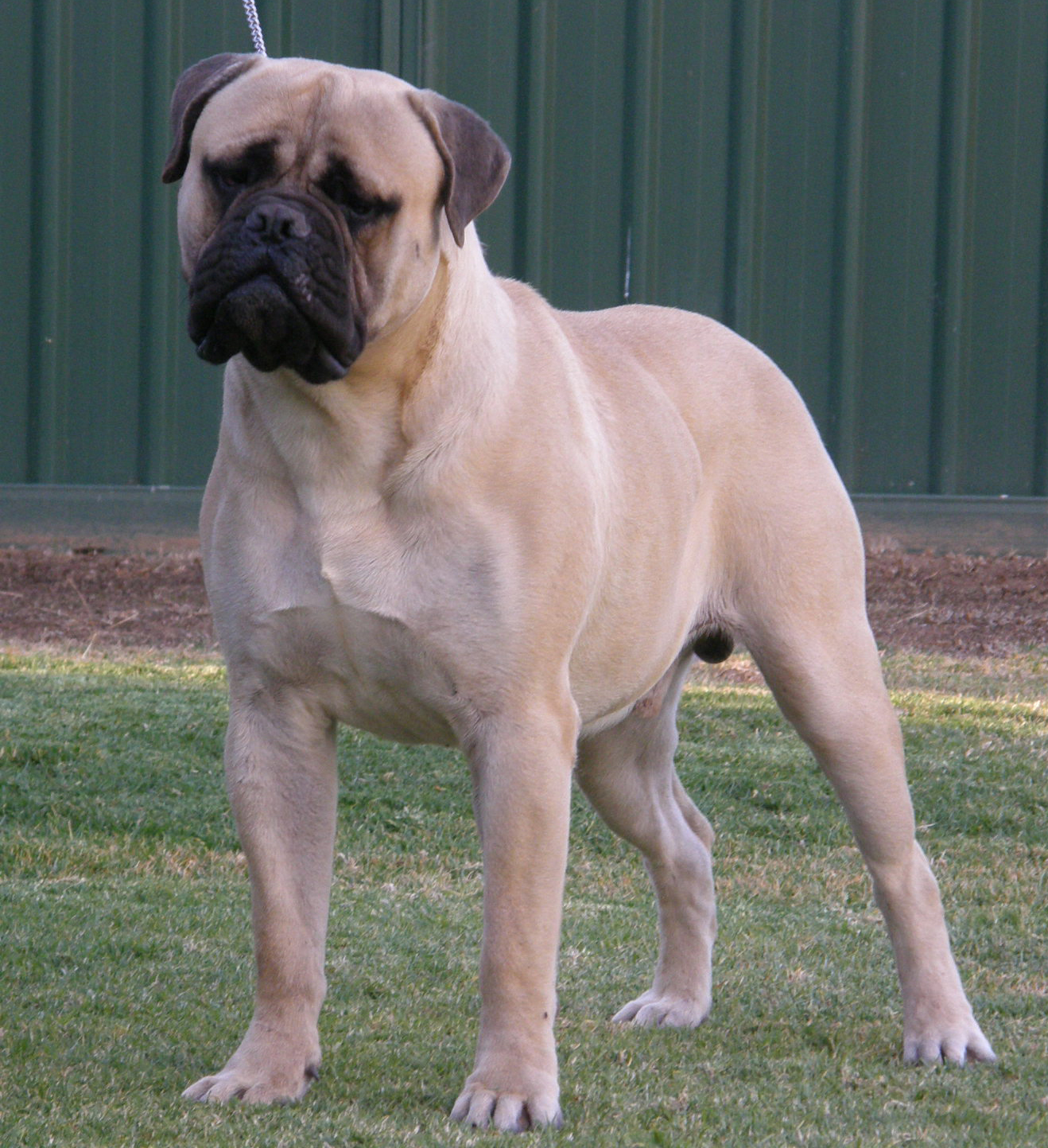 Brinkybull Saxon
