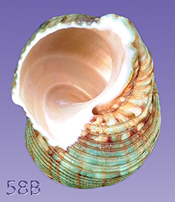 58B_edited.jpg