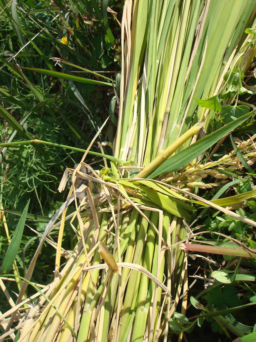 サムネイル： R7年度産 新米自然栽培米 アケボノ玄米 ２０kg