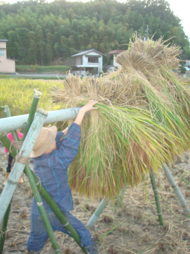 R7年度産 新米自然栽培米 アケボノ玄米 5kg | オーガニック食品