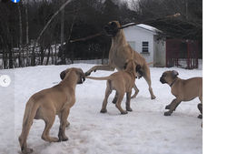 Rieslin Hygge Hype V Lochdanes et bb2