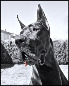 thumbnail_Colorized Samson