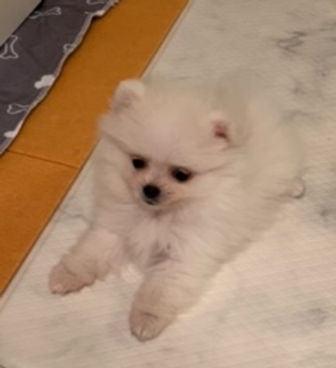ハートブーケケネル ホワイトポメラニアン 子犬