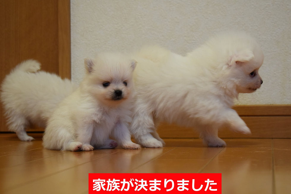 200412%E6%92%AE%E5%BD%B1_0037_edited