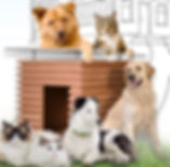 Pet sitting, Walkers & Trainers