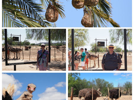 Zuerst die Strausse und dann ab nach St. Francis Bay