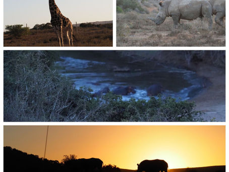 Letzter ganzer Tag im Shamwari