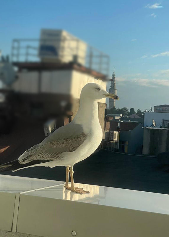 Breakfast at a hotel in Istanbul with seagulls view