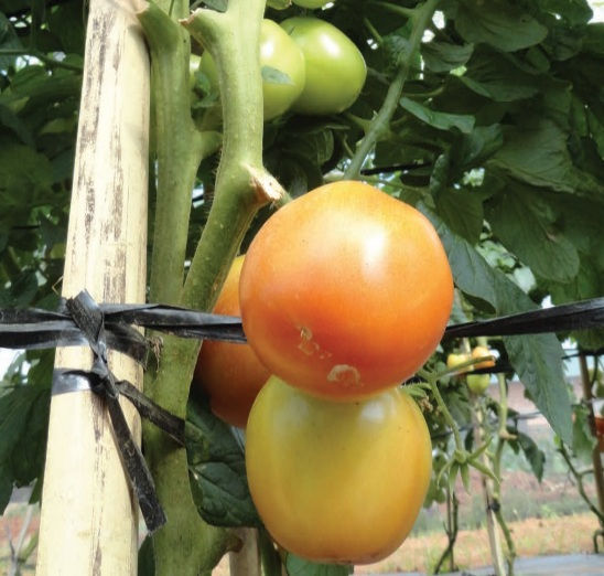 tomate