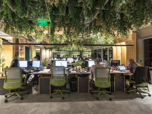 Plantas no ambiente corporativo