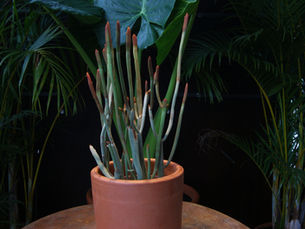 Cactos dentro de casa